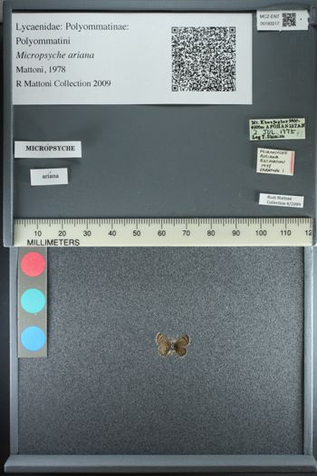 Media type: image;   Entomology 183217